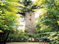 Kauri Forest